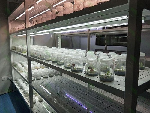 邗江植物组织培养实验室设计建设方案